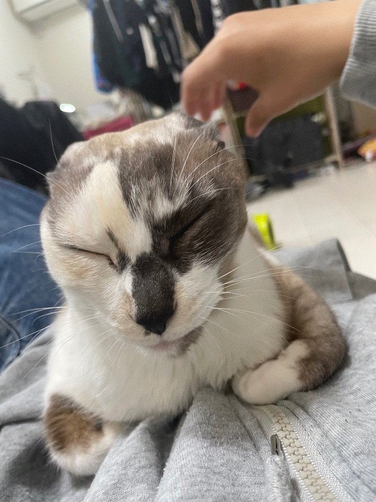 カエラ