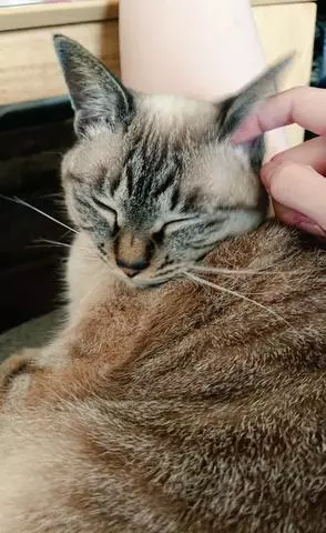 ひな