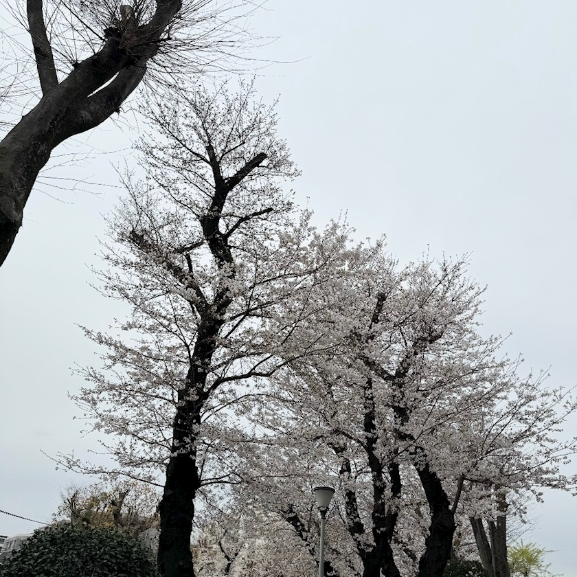 しゅう