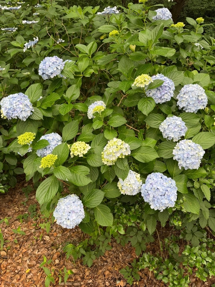 あいか