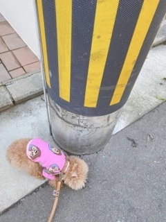 かおり