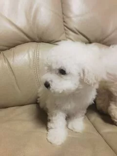 桃瀬 百華