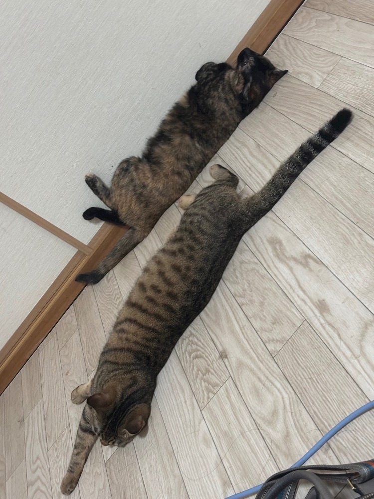 藤花 ゆの