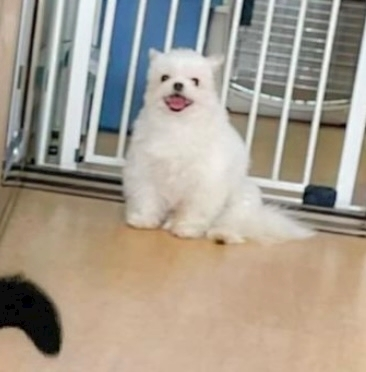 涼風 あき