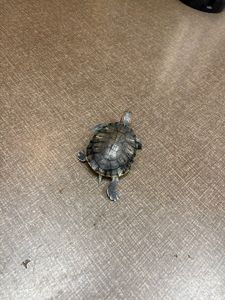 りんな