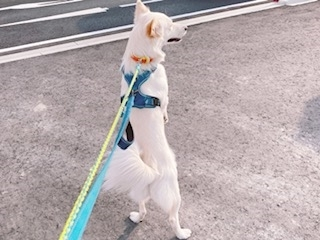京 さゆみ