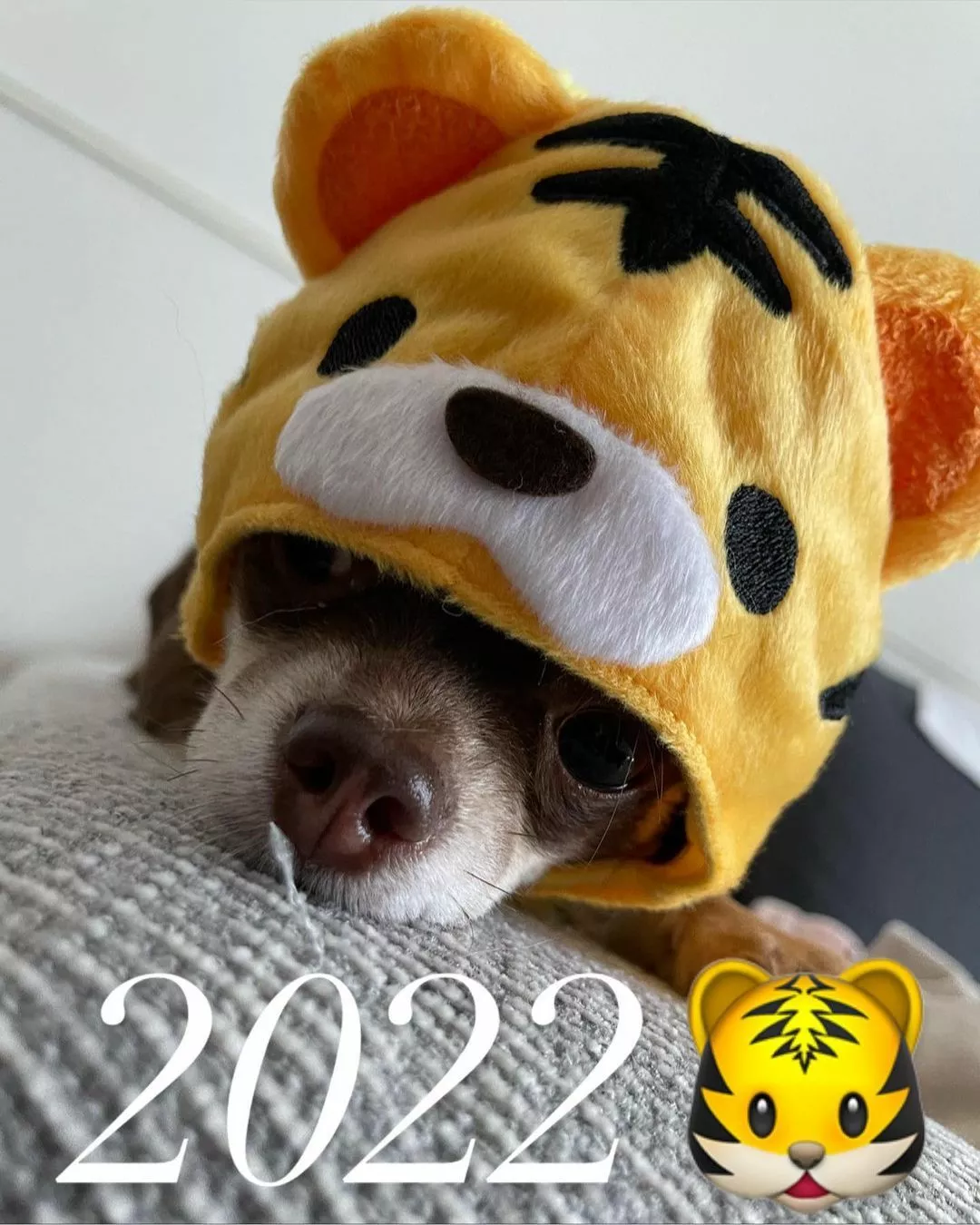 みずき