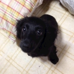 りえ