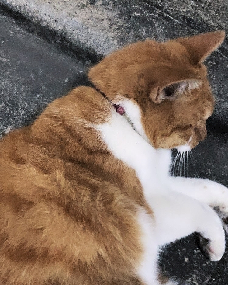 りんね