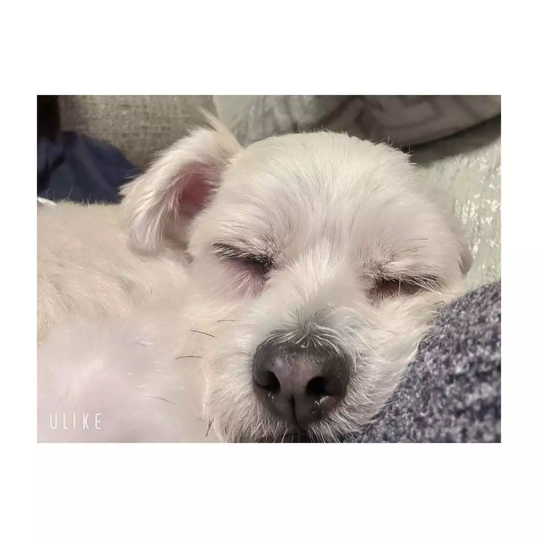 蓮