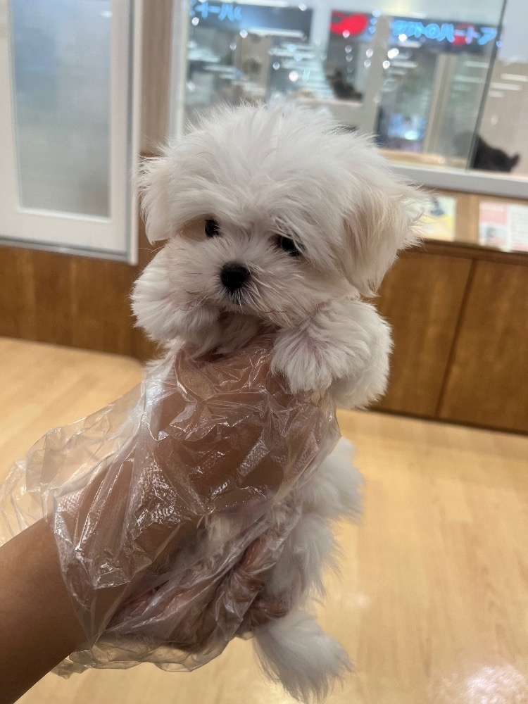 月城 なな