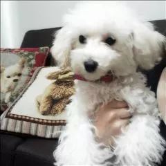 桃瀬 百華