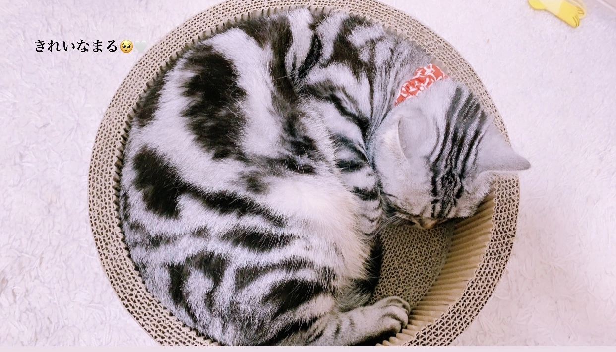 夢乃 サラ