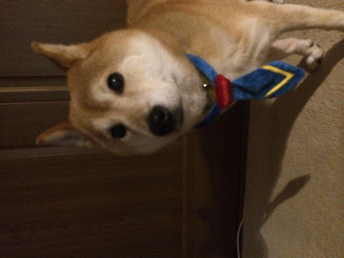 もも