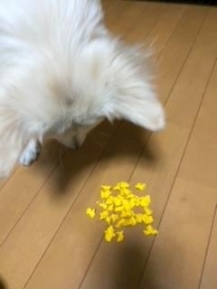 京 さゆみ
