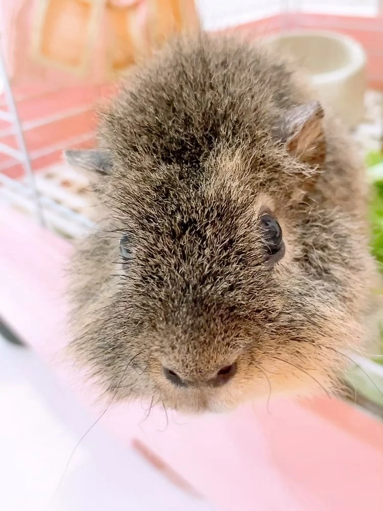 お茶の水うらん