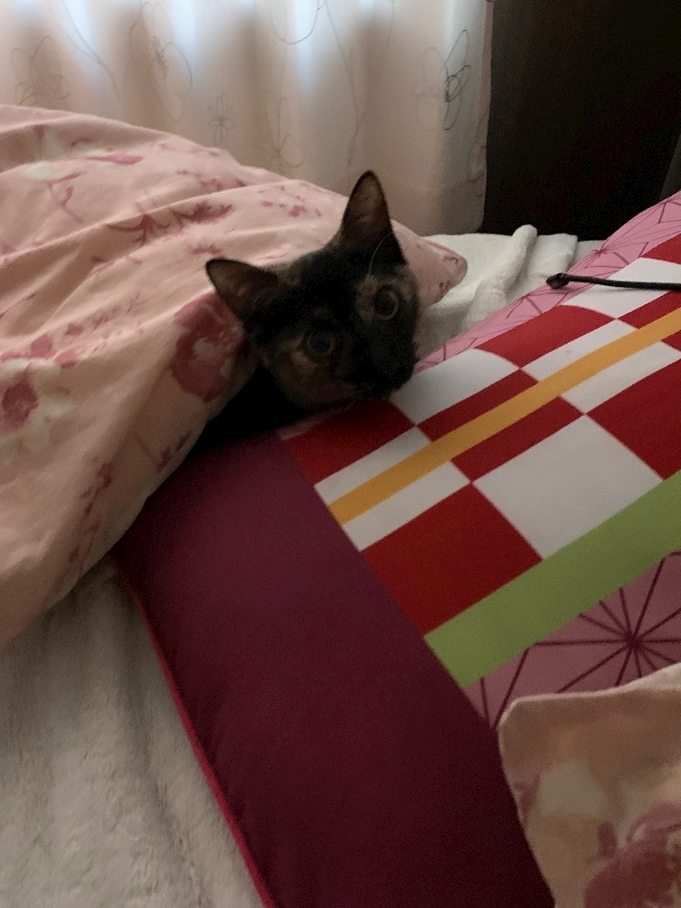 藤花 ゆの