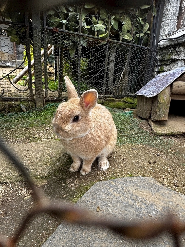 いる