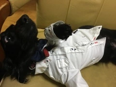 りえ