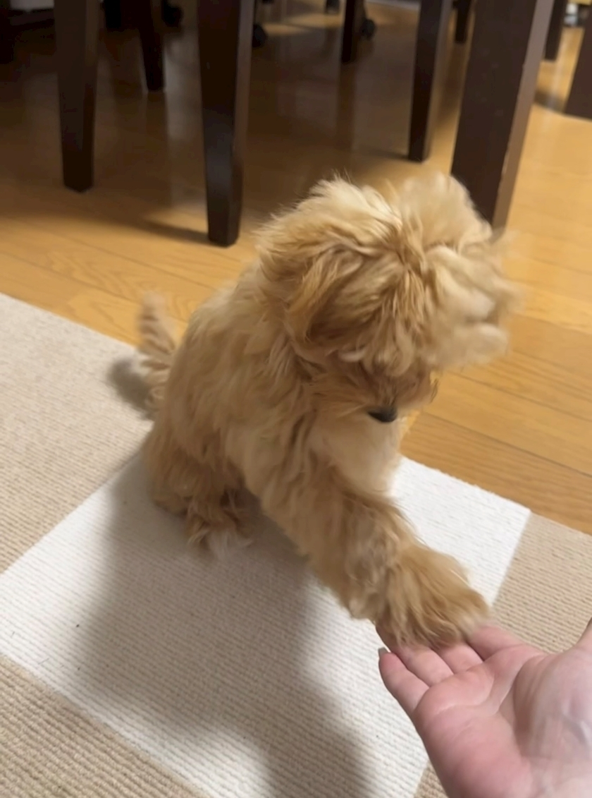 たむ
