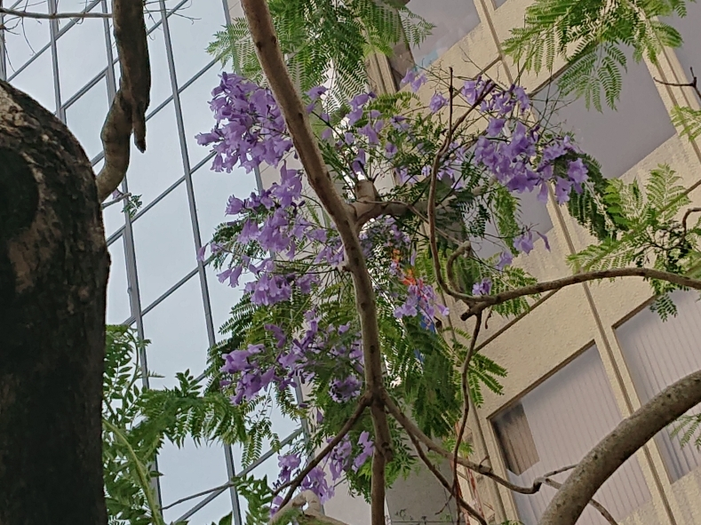 五条 椿