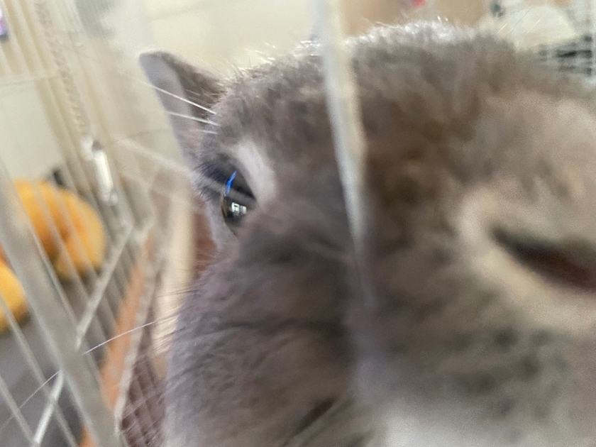 愛川 らん