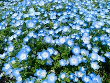 かおり