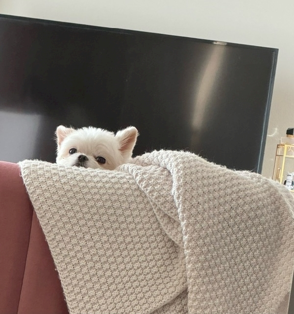 涼風 あき