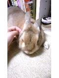 セリカ