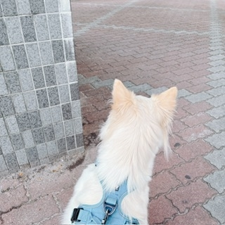 京 さゆみ
