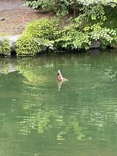 成海 まお