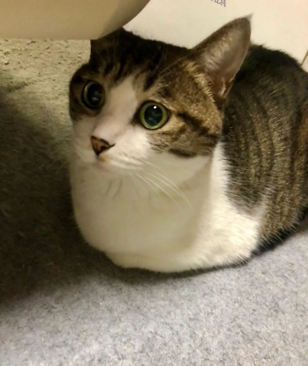 なな