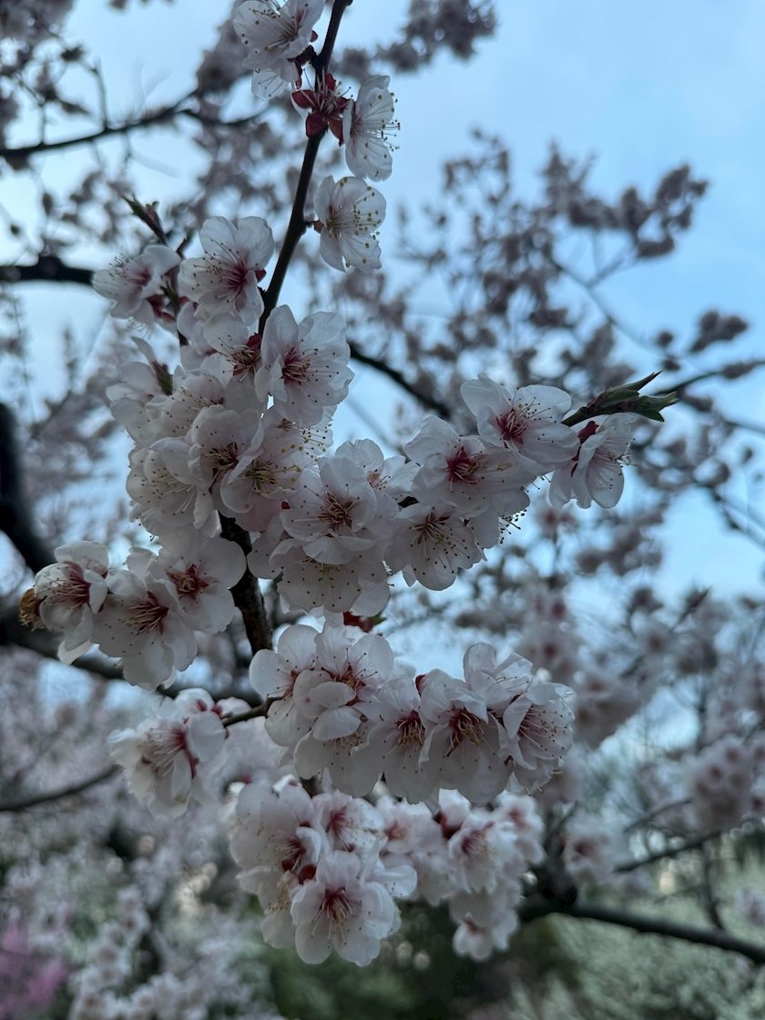 七星 ゆめ