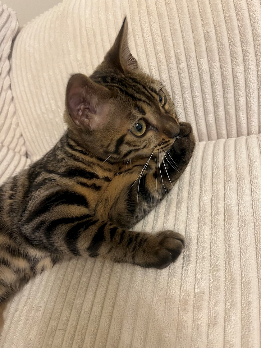 夢咲 さくら