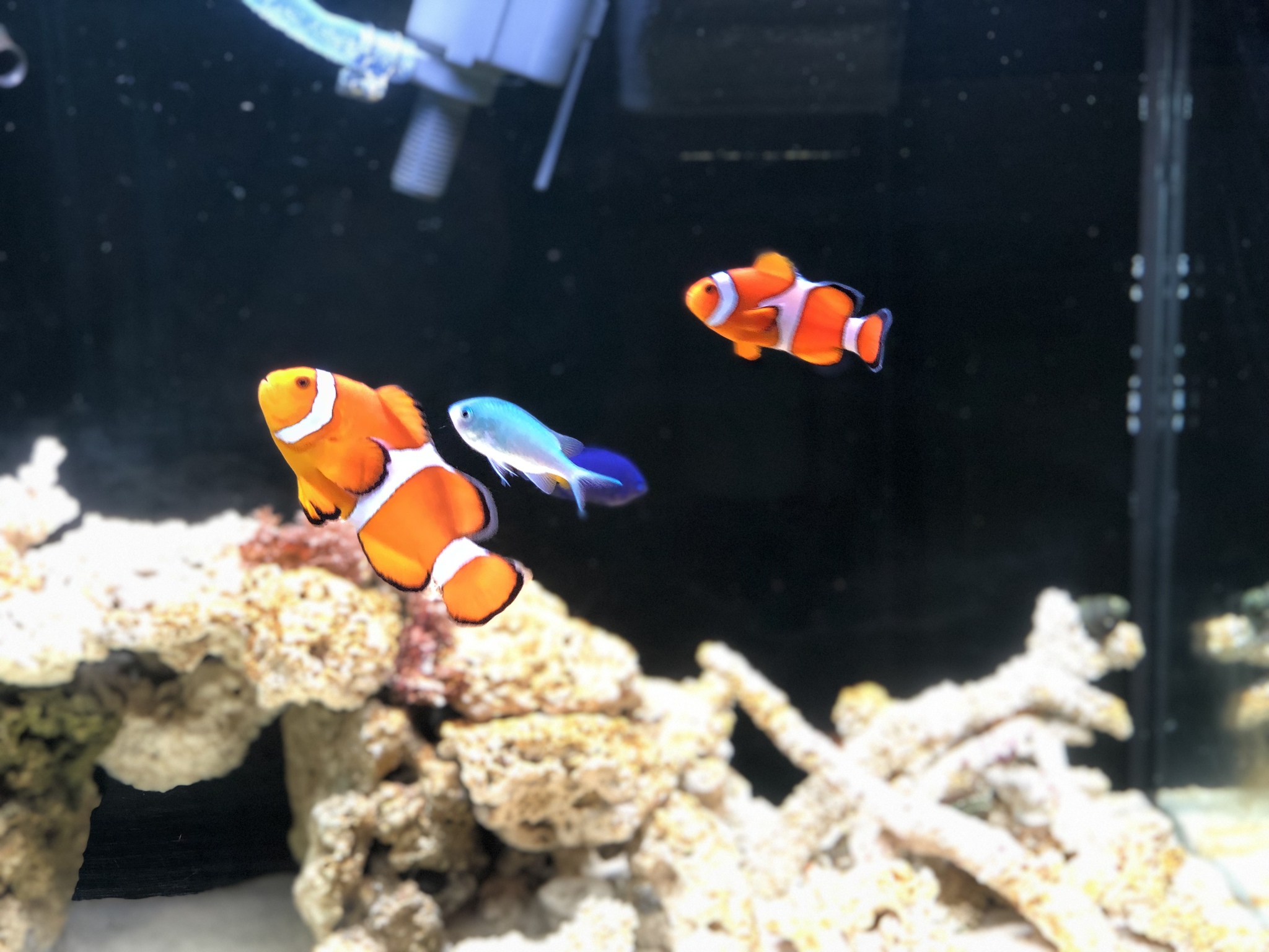 あの