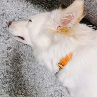 京 さゆみ