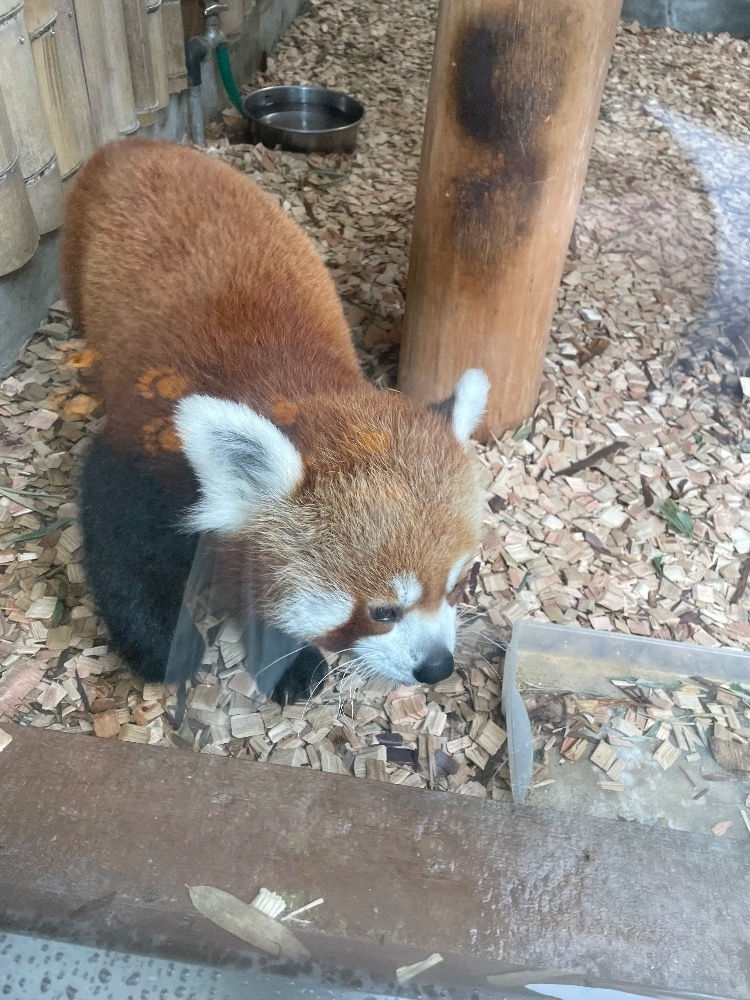 まき