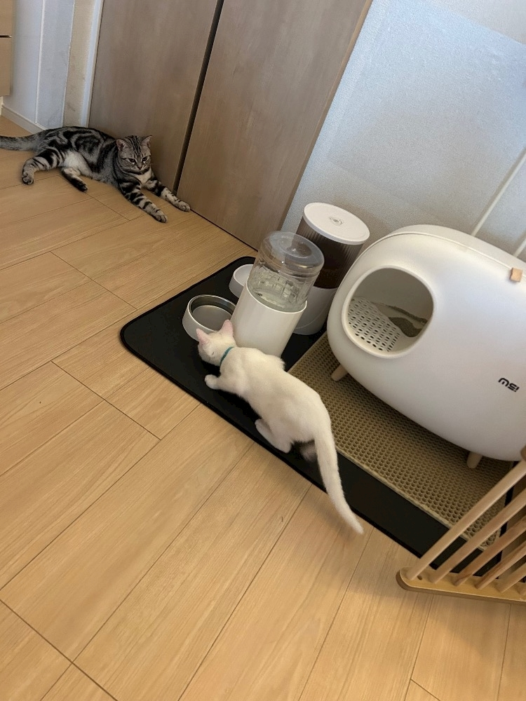 蒼 みらい