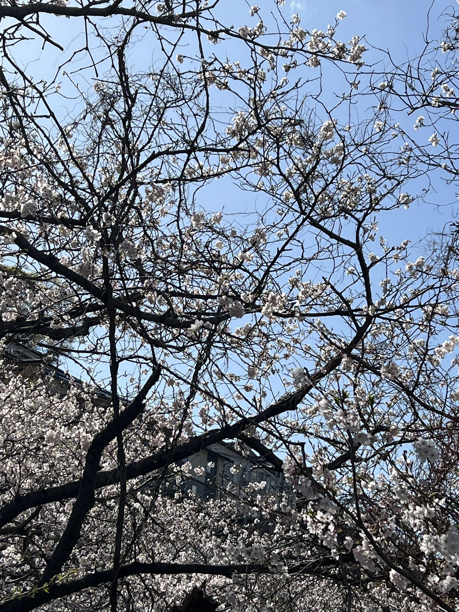 藤本 祐子ママ