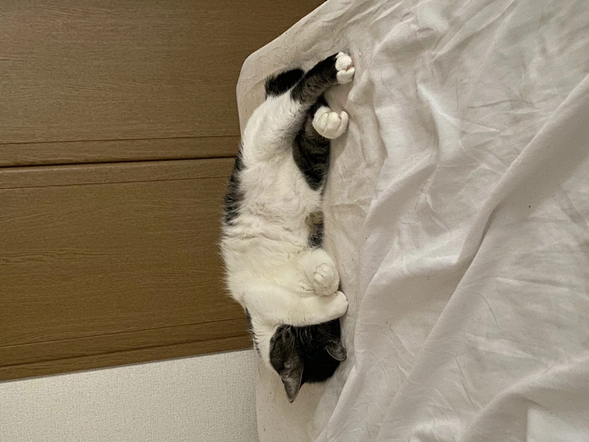 あきら