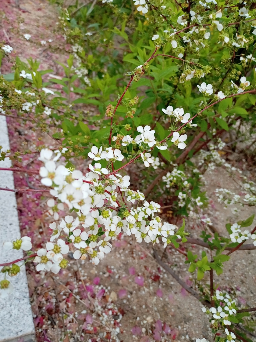 一条 ふうか