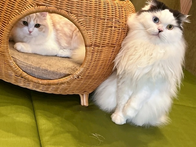 えり