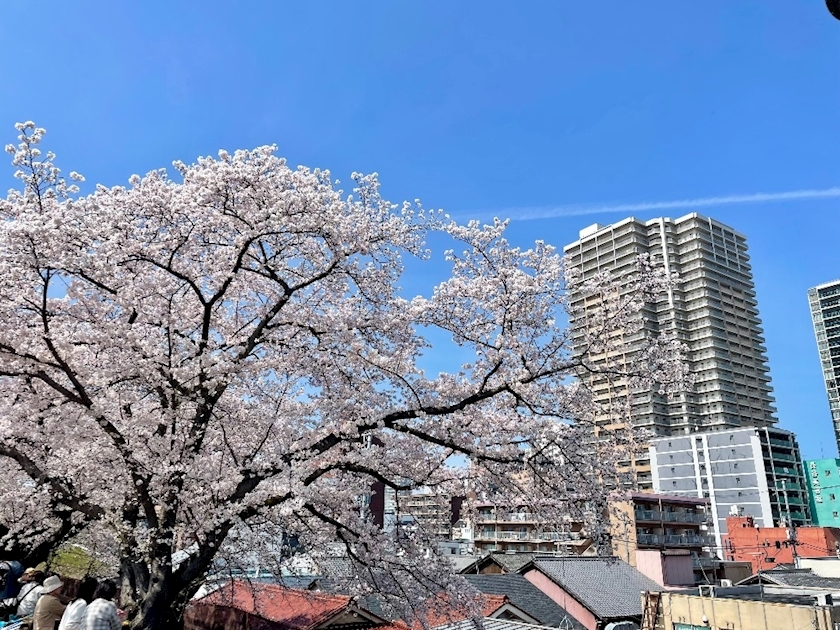 春野 じゅり