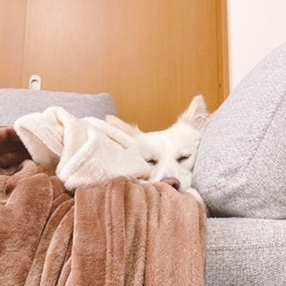 京 さゆみ