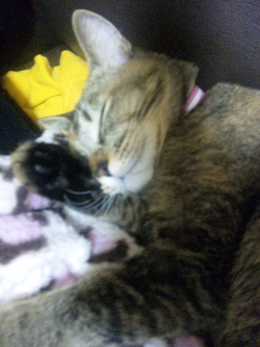 橘 あんな