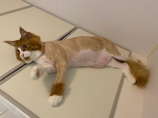 桐島 りゅう
