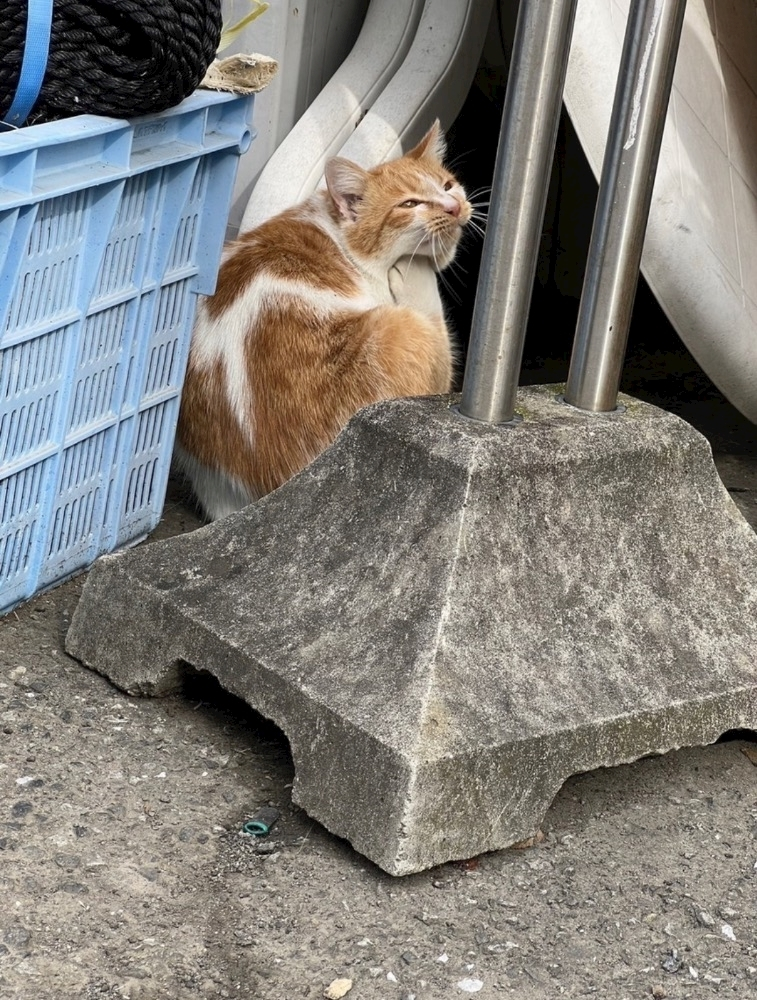 れの