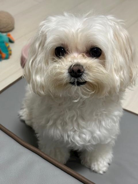ゆきの