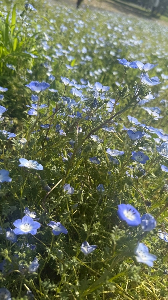 みみ