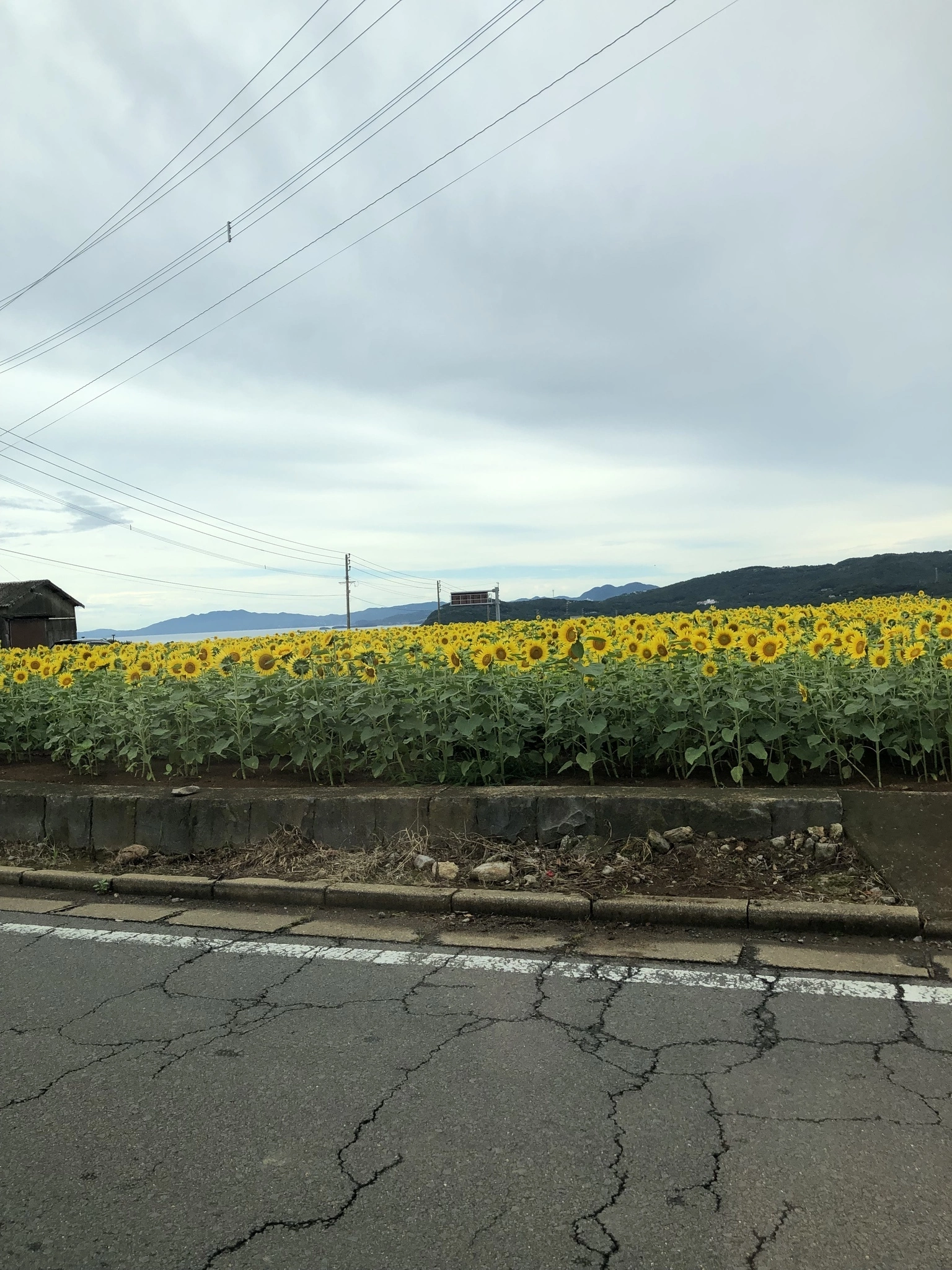 藤本 祐子ママ